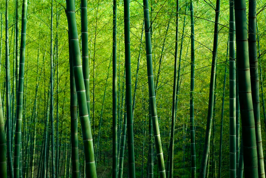 bamboo forest wallpaper. Bamboo Forest