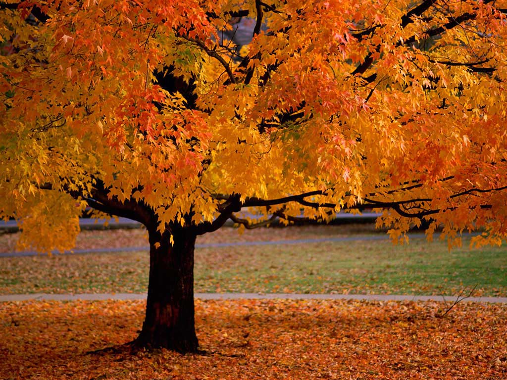 from fall tree orange